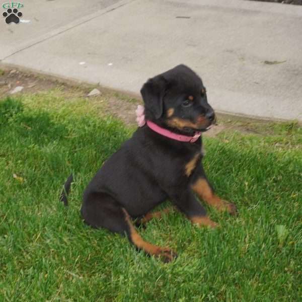 Lily, Rottweiler Puppy